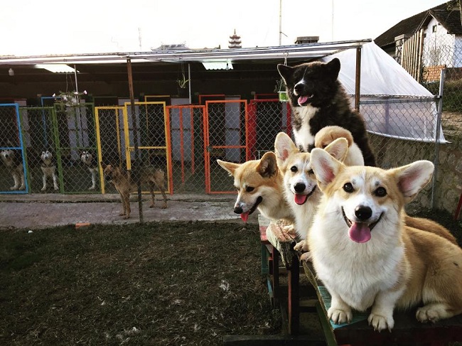 Puppy Farm – Nông trại cún Đà Lạt Hot nhất thu hút nhiều bạn trẻ hiện nay -  VIETPROMOTION GROUP | TRAVEL | MEDIA | EVENT | TRANPORST | REAL | SERVICE