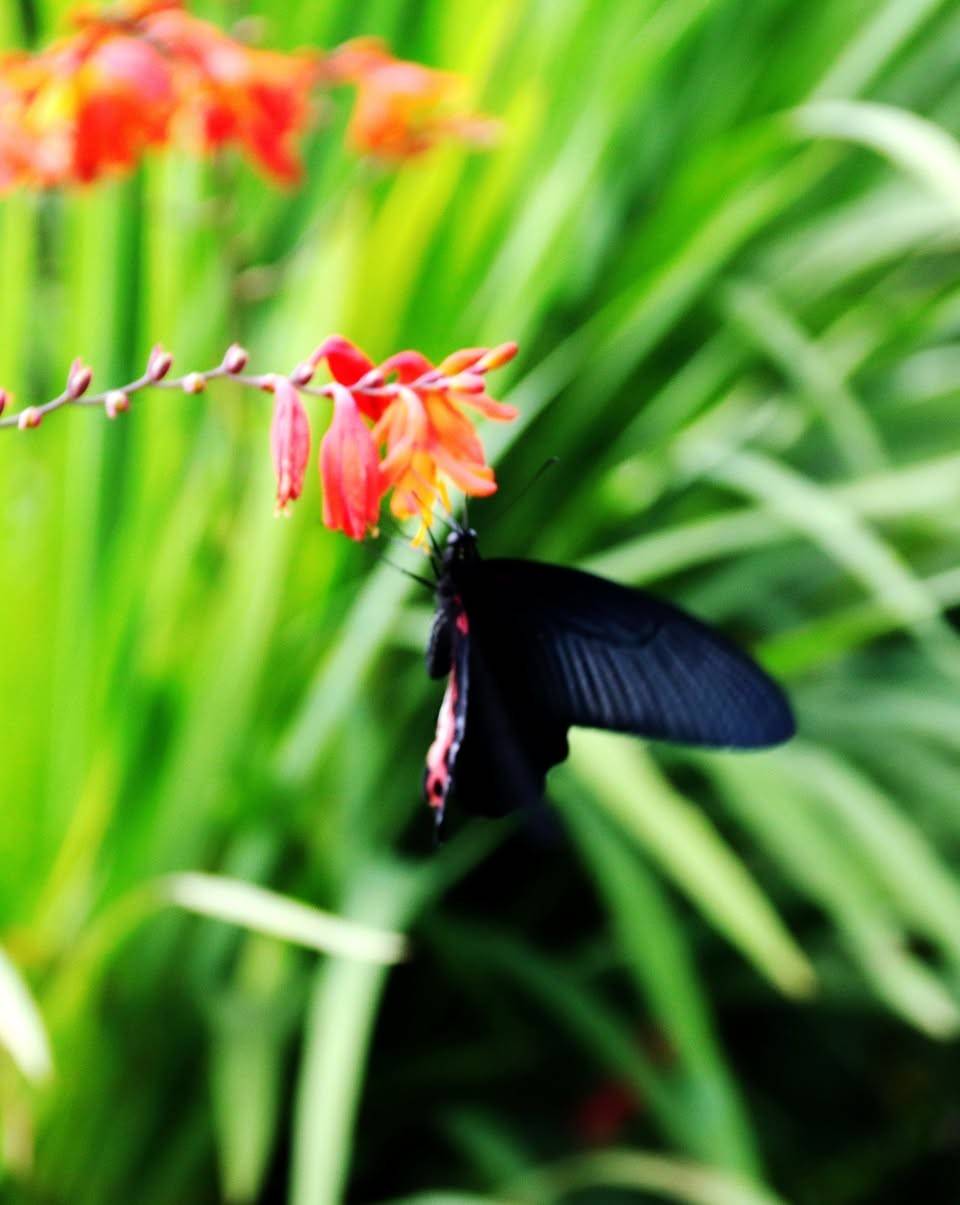 Vượt cheo leo Hòn Bà, thăm nhà bác sĩ Yersin