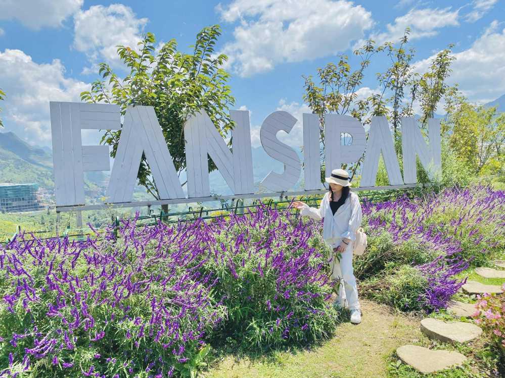 Những khóm hoa lavender khoe sắc tím mộng mơ.