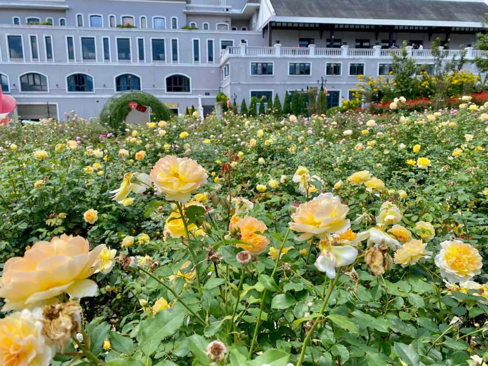 Vườn hồng có nhiều giống hồng cổ tuyệt đẹp.